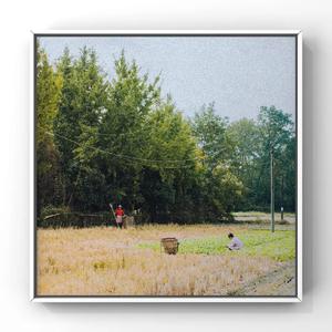 埃及猫黄化的视频
